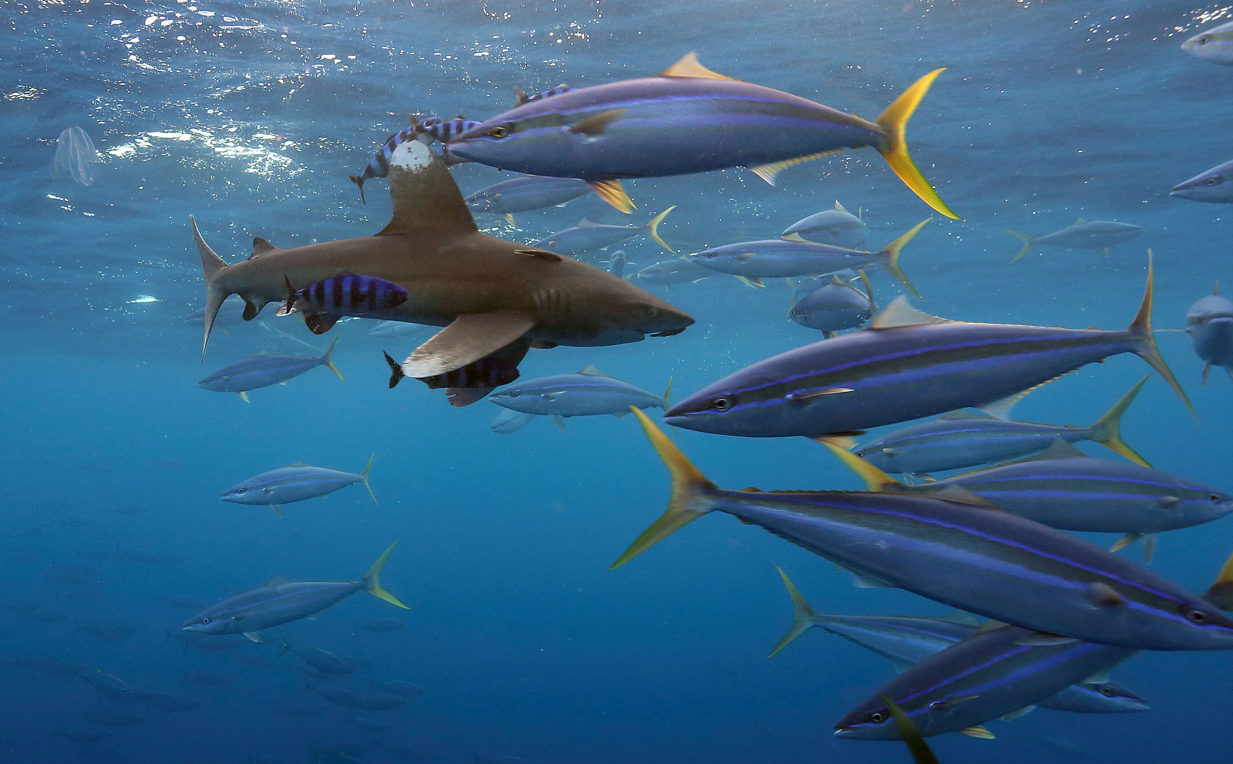 Pelagic fish - International Seafood Sustainability Foundation