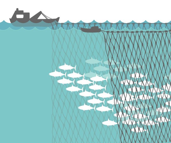 Surrounding Nets without Purse Lines - Fishing gear type