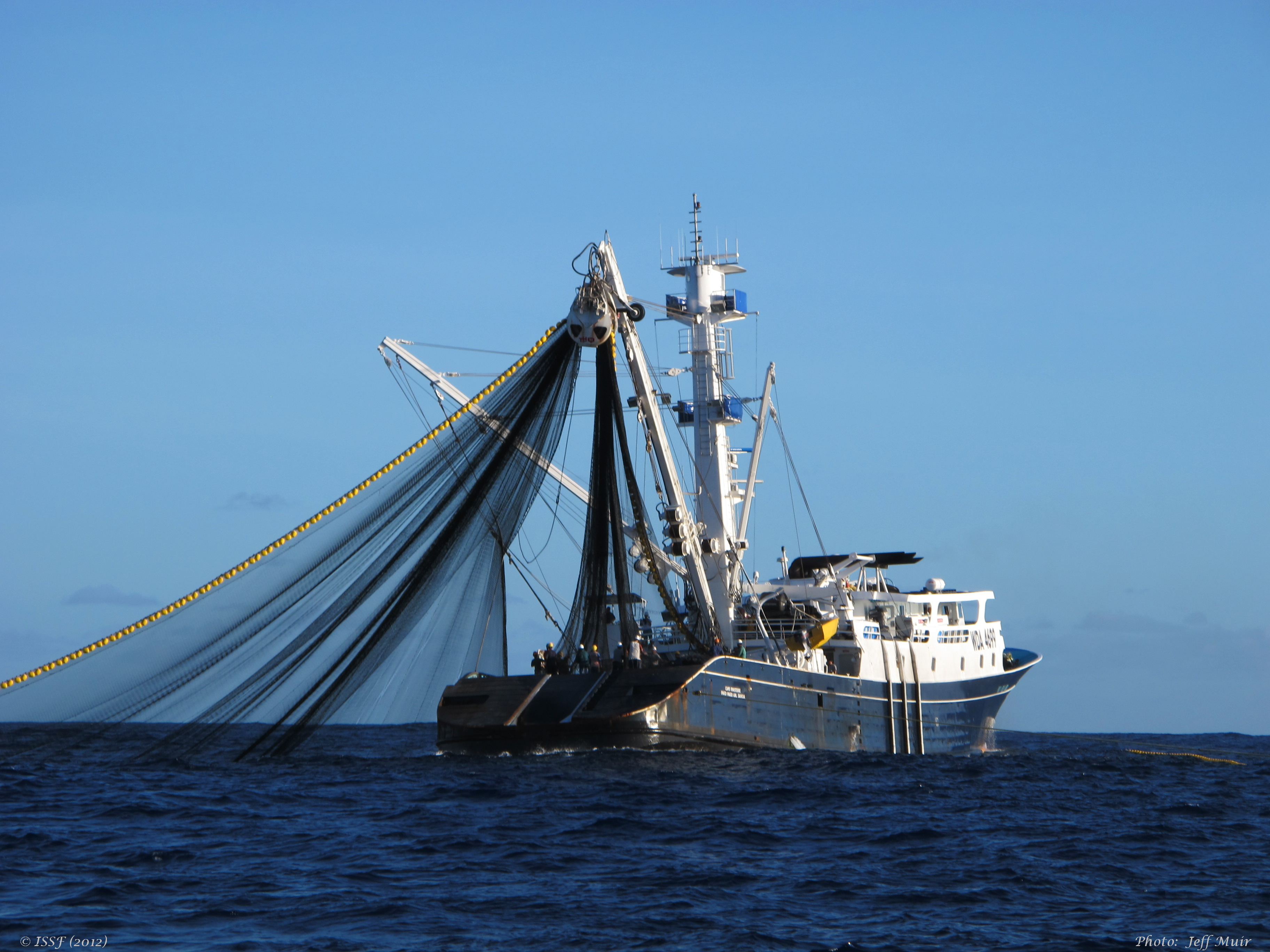 Catching those Tuna: The challenges of purse seine versus longline tuna  fishing | Green Fish Blue Fish