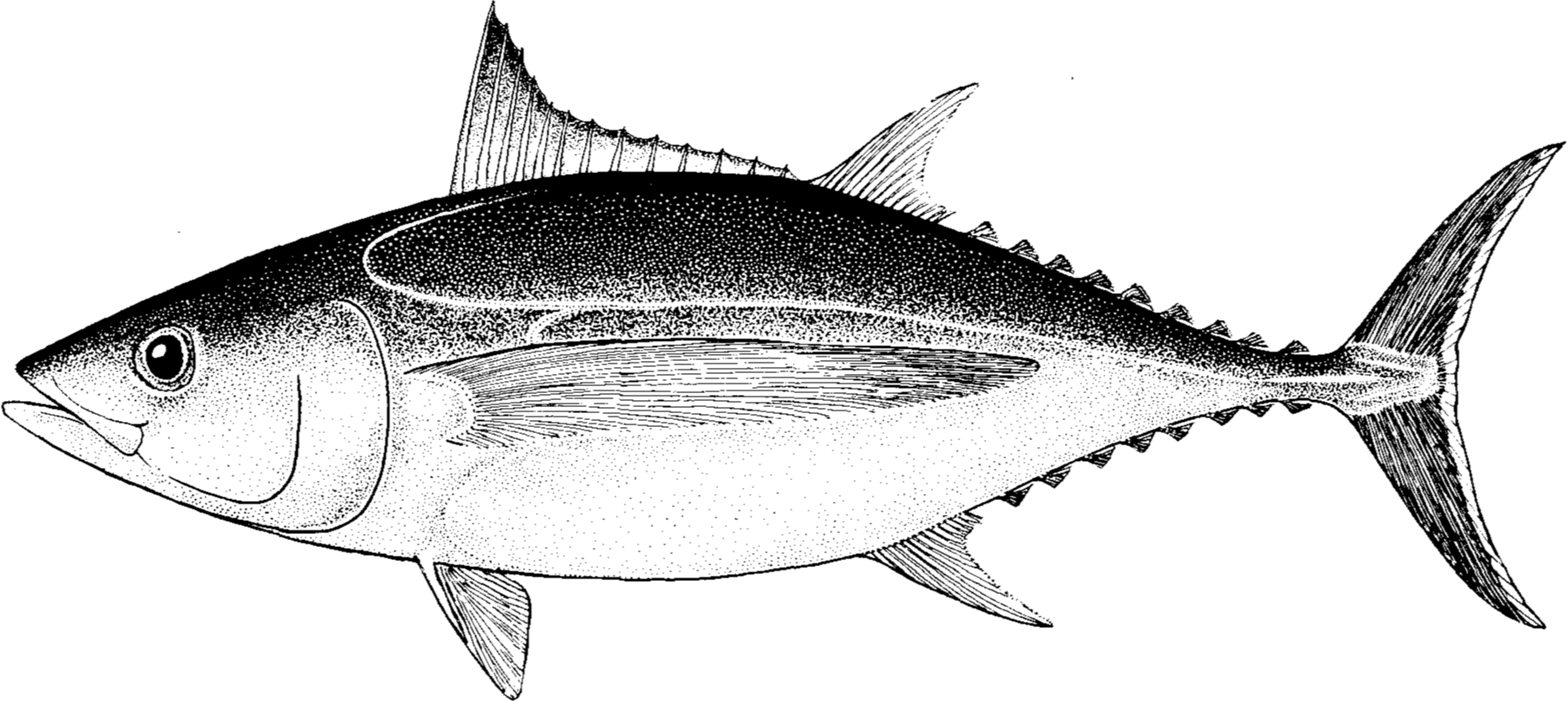 Albacore International Seafood Sustainability Foundation