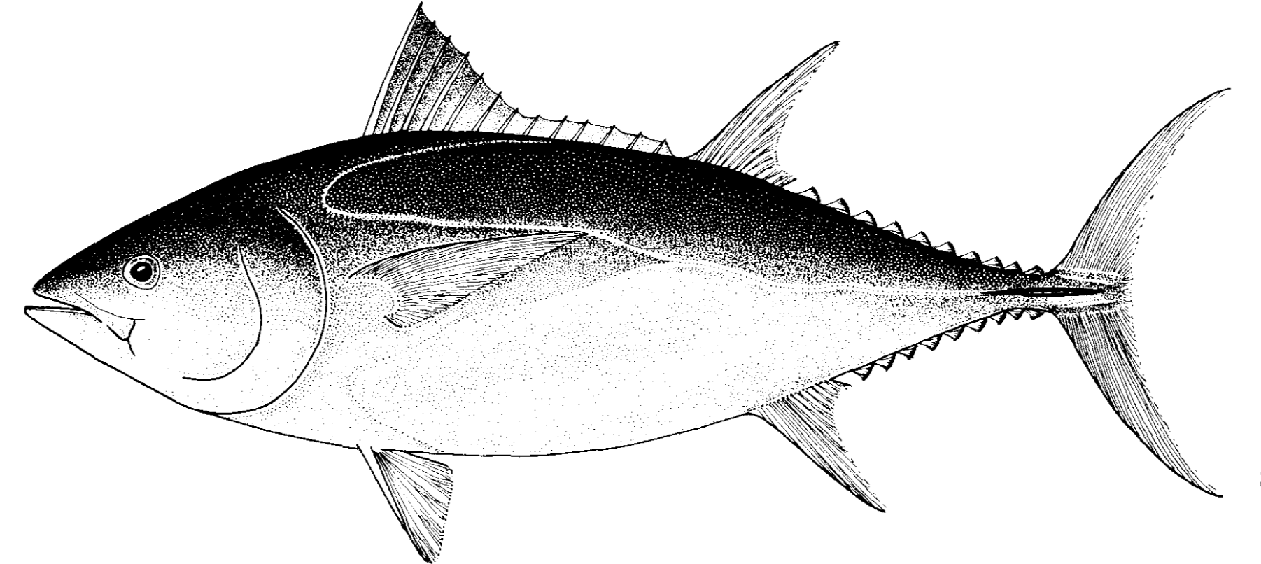 Southern Bluefin - International Seafood Sustainability Foundation