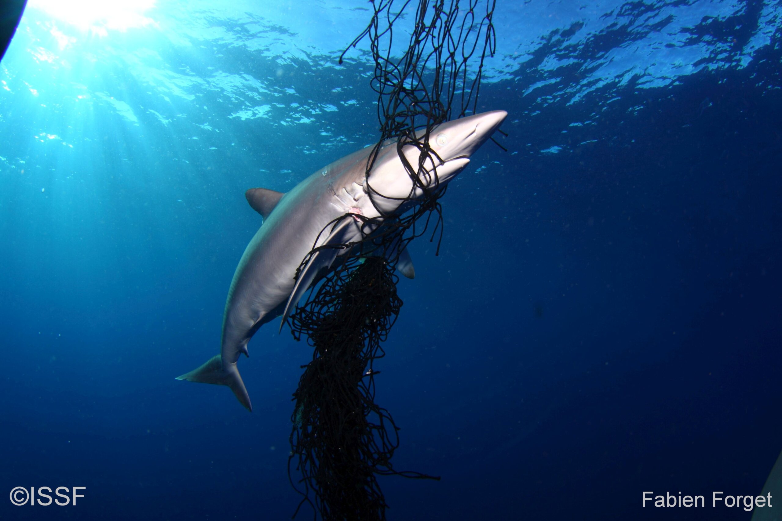 Shark caught in net